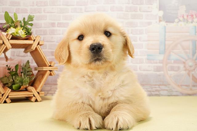 ゴールデン・レトリバー