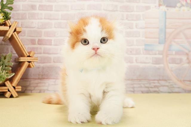 愛知県のスコティッシュフォールド (Coo&RIKU豊田店/2025年10月1日生まれ/男の子/レッドタビーホワイト)の子猫の1枚目の画像