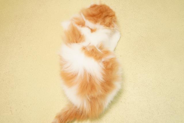 愛知県のスコティッシュフォールド (Coo&RIKU豊田店/2025年10月1日生まれ/男の子/レッドタビーホワイト)の子猫の4枚目の画像
