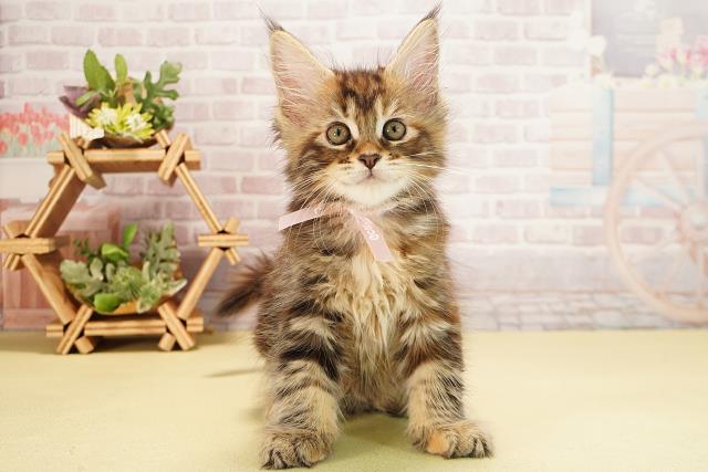 愛知県のメインクーン (Coo&RIKU岡崎店/2025年10月4日生まれ/女の子/ブラウンパッチドタビー)の子猫の1枚目の画像