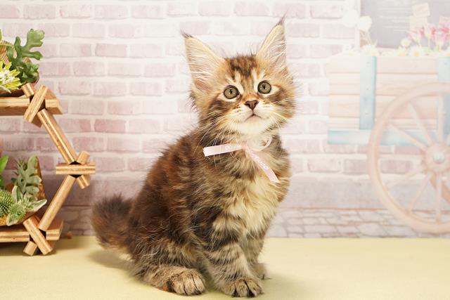 愛知県のメインクーン (Coo&RIKU岡崎店/2025年10月4日生まれ/女の子/ブラウンパッチドタビー)の子猫の2枚目の画像