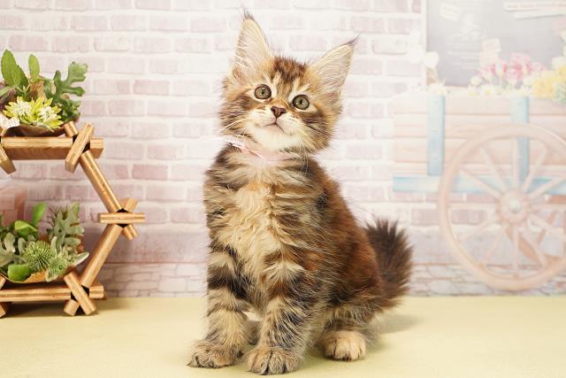 愛知県のメインクーン (Coo&RIKU岡崎店/2025年10月4日生まれ/女の子/ブラウンパッチドタビー)の子猫の3枚目の画像