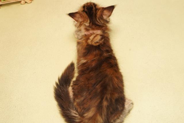 愛知県のメインクーン (Coo&RIKU岡崎店/2025年10月4日生まれ/女の子/ブラウンパッチドタビー)の子猫の4枚目の画像