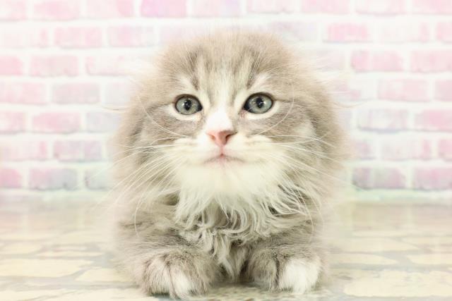 東京都のスコティッシュフォールド (Coo&RIKU池袋西口店/2025年10月5日生まれ/男の子/ブルータビーホワイト)の子猫の1枚目の画像