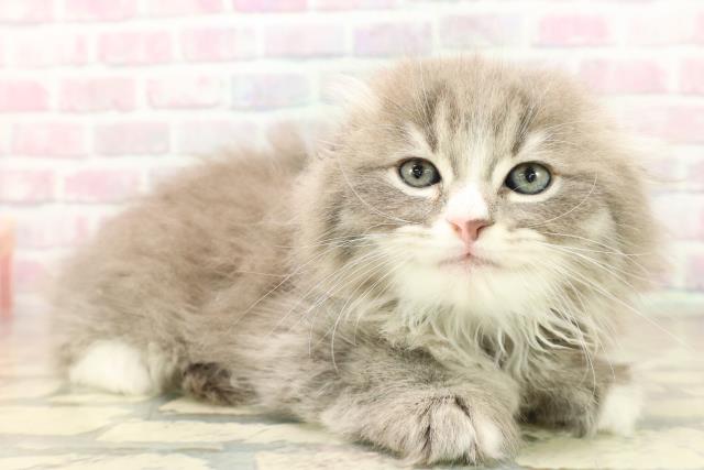 東京都のスコティッシュフォールド (Coo&RIKU池袋西口店/2025年10月5日生まれ/男の子/ブルータビーホワイト)の子猫の3枚目の画像