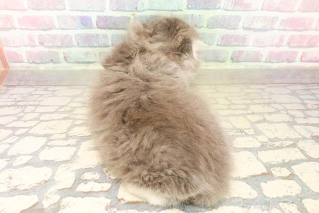 東京都のスコティッシュフォールド (Coo&RIKU池袋西口店/2025年10月5日生まれ/男の子/ブルータビーホワイト)の子猫の4枚目の画像