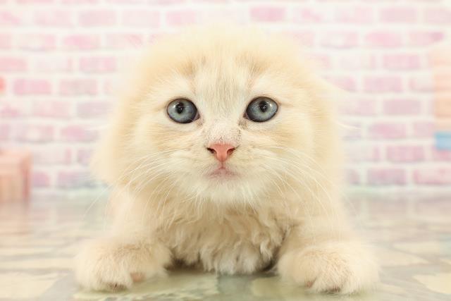 東京都のスコティッシュフォールド (Coo&RIKU中野サンモール店/2025年10月5日生まれ/女の子/クリームタビーホワイト)の子猫の1枚目の画像