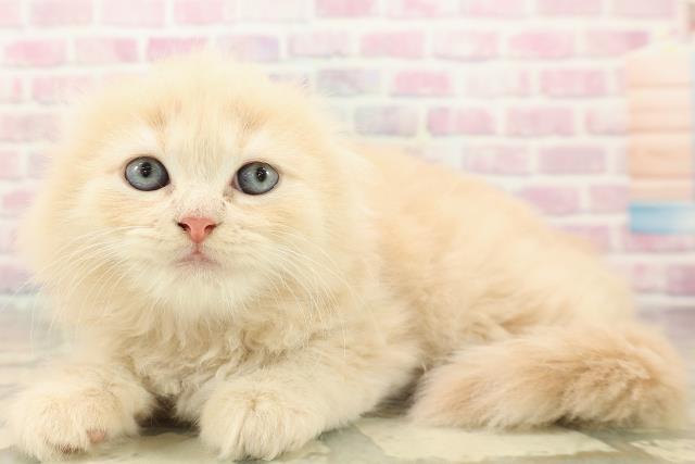 東京都のスコティッシュフォールド (Coo&RIKU中野サンモール店/2025年10月5日生まれ/女の子/クリームタビーホワイト)の子猫の2枚目の画像