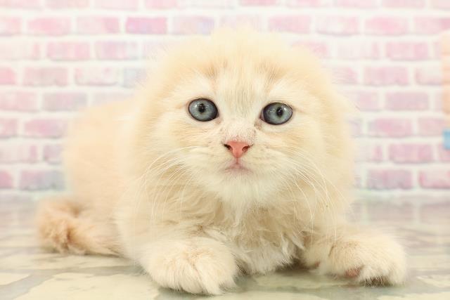 東京都のスコティッシュフォールド (Coo&RIKU中野サンモール店/2025年10月5日生まれ/女の子/クリームタビーホワイト)の子猫の3枚目の画像