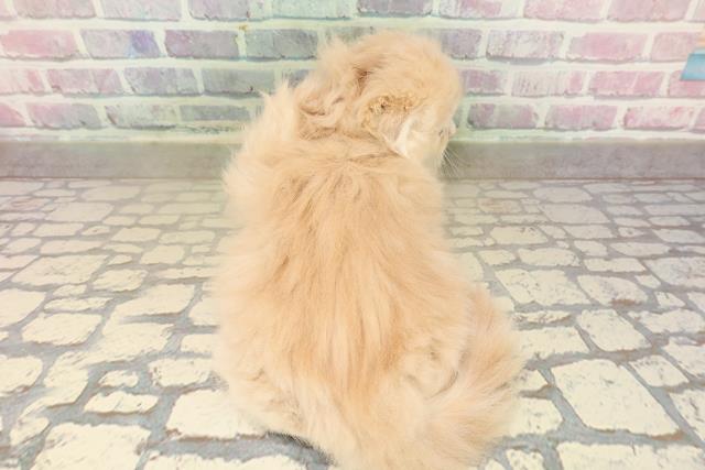 東京都のスコティッシュフォールド (Coo&RIKU中野サンモール店/2025年10月5日生まれ/女の子/クリームタビーホワイト)の子猫の4枚目の画像