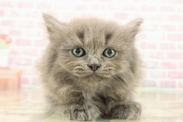 東京都のラガマフィン (Coo&RIKU秋葉原店/2025年10月5日生まれ/男の子/ブルー)の子猫