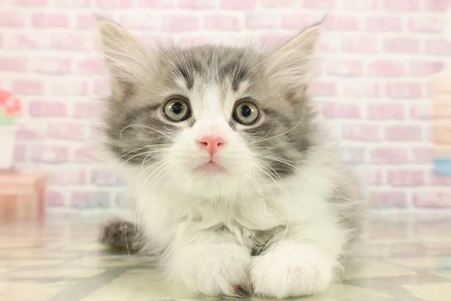 東京都のノルウェージャンフォレストキャット (Coo&RIKU自由が丘店/2025年10月4日生まれ/女の子/ブルータビーホワイト)の子猫の1枚目の画像