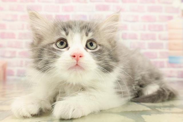 東京都のノルウェージャンフォレストキャット (Coo&RIKU自由が丘店/2025年10月4日生まれ/女の子/ブルータビーホワイト)の子猫の2枚目の画像