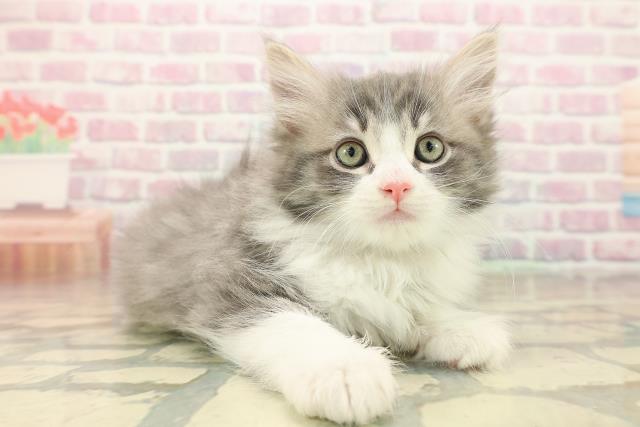 東京都のノルウェージャンフォレストキャット (Coo&RIKU自由が丘店/2025年10月4日生まれ/女の子/ブルータビーホワイト)の子猫の3枚目の画像