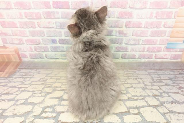 東京都のノルウェージャンフォレストキャット (Coo&RIKU自由が丘店/2025年10月4日生まれ/女の子/ブルータビーホワイト)の子猫の4枚目の画像