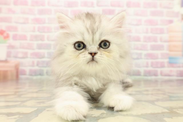 ミヌエット（長足）