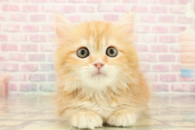 東京都のミヌエット (Coo&RIKU三軒茶屋店/2025年9月29日生まれ/男の子/レッドタビー)の子猫