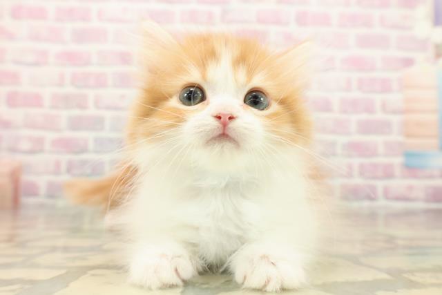 埼玉県のミヌエット (Coo&RIKU川口戸塚店/2025年9月29日生まれ/男の子/レッドタビーホワイト)の子猫の1枚目の画像