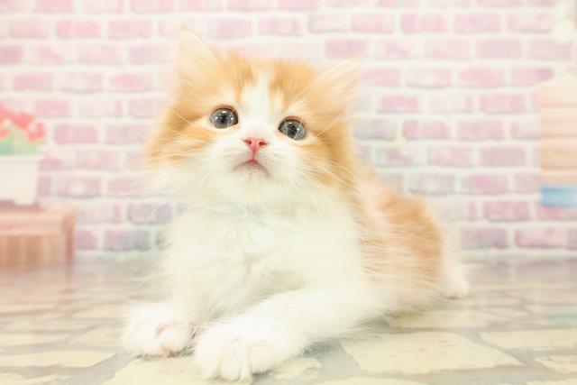 埼玉県のミヌエット (Coo&RIKU川口戸塚店/2025年9月29日生まれ/男の子/レッドタビーホワイト)の子猫の2枚目の画像