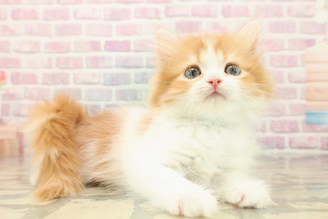 埼玉県のミヌエット (Coo&RIKU川口戸塚店/2025年9月29日生まれ/男の子/レッドタビーホワイト)の子猫の3枚目の画像