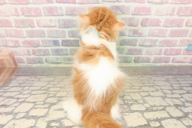 埼玉県のミヌエット (Coo&RIKU川口戸塚店/2025年9月29日生まれ/男の子/レッドタビーホワイト)の子猫の4枚目の画像