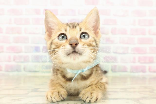 東京都のベンガル (Coo&RIKU三軒茶屋店/2025年9月26日生まれ/男の子/ブラウンスポットタビー)の子猫