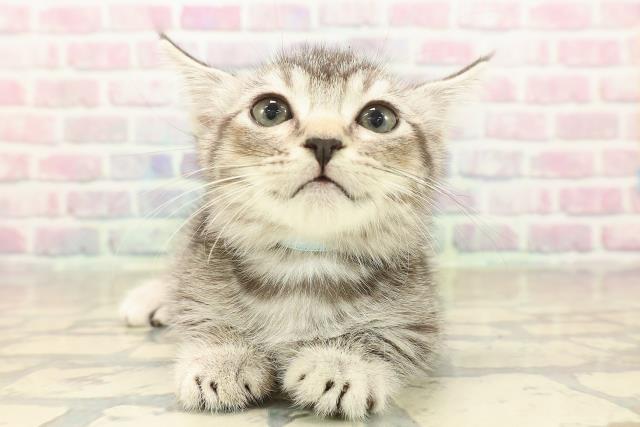 東京都のマンチカン (Coo&RIKU江戸川店/2025年10月4日生まれ/男の子/シルバータビー)の子猫