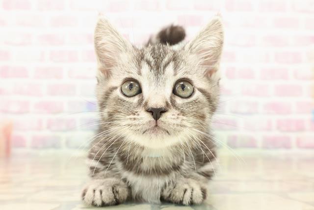 埼玉県のマンチカン (Coo&RIKU大宮店/2025年10月4日生まれ/男の子/シルバータビー)の子猫の1枚目の画像