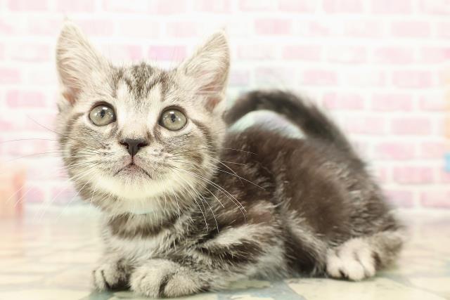 埼玉県のマンチカン (Coo&RIKU大宮店/2025年10月4日生まれ/男の子/シルバータビー)の子猫の2枚目の画像