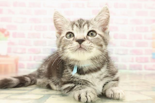 埼玉県のマンチカン (Coo&RIKU大宮店/2025年10月4日生まれ/男の子/シルバータビー)の子猫の3枚目の画像