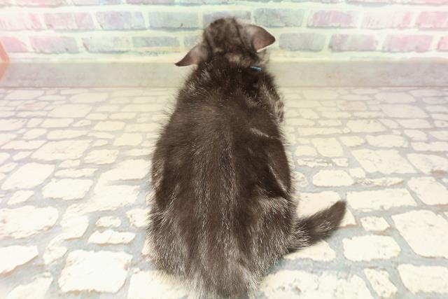 埼玉県のマンチカン (Coo&RIKU大宮店/2025年10月4日生まれ/男の子/シルバータビー)の子猫の4枚目の画像