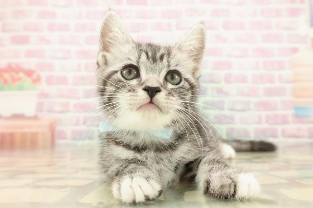 青森県のマンチカン (Coo&RIKU八戸店/2025年10月4日生まれ/男の子/シルバータビーホワイト)の子猫の1枚目の画像
