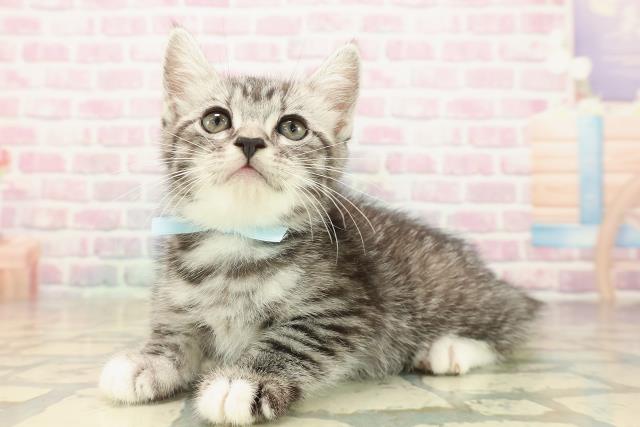 青森県のマンチカン (Coo&RIKU八戸店/2025年10月4日生まれ/男の子/シルバータビーホワイト)の子猫の2枚目の画像