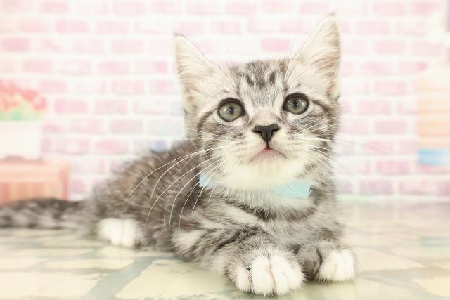 青森県のマンチカン (Coo&RIKU八戸店/2025年10月4日生まれ/男の子/シルバータビーホワイト)の子猫の3枚目の画像