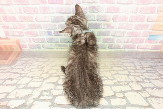 青森県のマンチカン (Coo&RIKU八戸店/2025年10月4日生まれ/男の子/シルバータビーホワイト)の子猫の4枚目の画像
