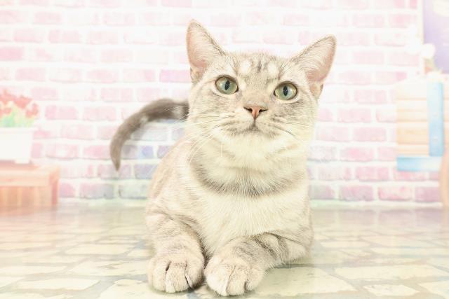 埼玉県のアメリカンショートヘアー (Coo&RIKU春日部店/2025年3月11日生まれ/女の子/ブルーパッチドタビー)の子猫の1枚目の画像