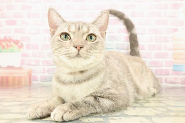 埼玉県のアメリカンショートヘアー (Coo&RIKU春日部店/2025年3月11日生まれ/女の子/ブルーパッチドタビー)の子猫の2枚目の画像