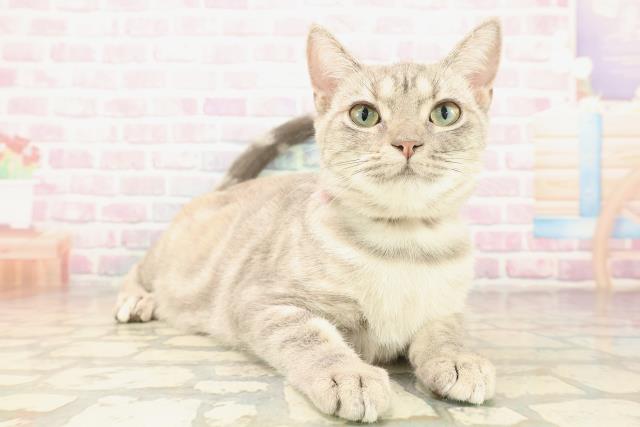 埼玉県のアメリカンショートヘアー (Coo&RIKU春日部店/2025年3月11日生まれ/女の子/ブルーパッチドタビー)の子猫の3枚目の画像