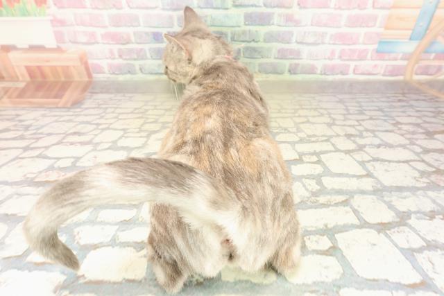 埼玉県のアメリカンショートヘアー (Coo&RIKU春日部店/2025年3月11日生まれ/女の子/ブルーパッチドタビー)の子猫の4枚目の画像