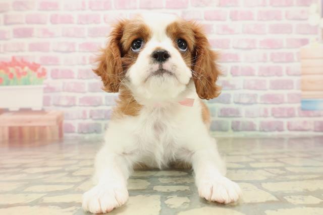千葉県のキャバリアキングチャールズスパニエル (Coo&RIKU若葉都賀店/2025年9月29日生まれ/女の子/ブレンハイム)の子犬の1枚目の画像