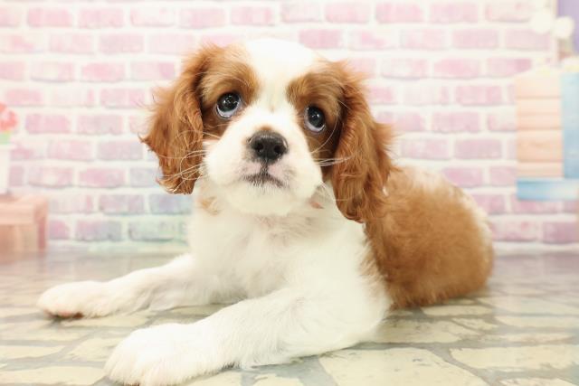 千葉県のキャバリアキングチャールズスパニエル (Coo&RIKU若葉都賀店/2025年9月29日生まれ/女の子/ブレンハイム)の子犬の2枚目の画像