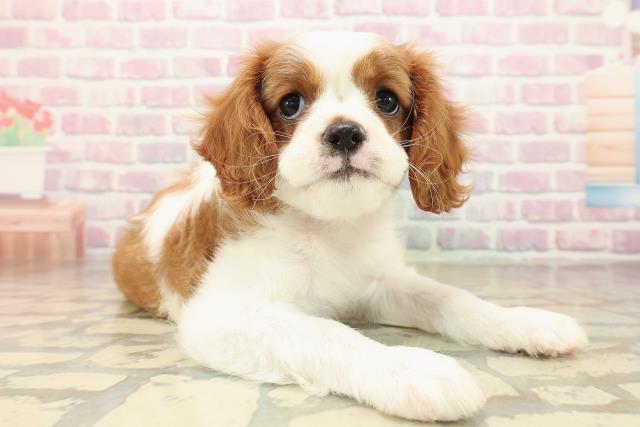 千葉県のキャバリアキングチャールズスパニエル (Coo&RIKU若葉都賀店/2025年9月29日生まれ/女の子/ブレンハイム)の子犬の3枚目の画像