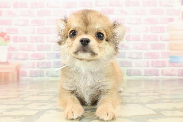 埼玉県のチワワ(ロング) (Coo&RIKU川越店/2025年10月1日生まれ/男の子/フォーン)の子犬の1枚目の画像