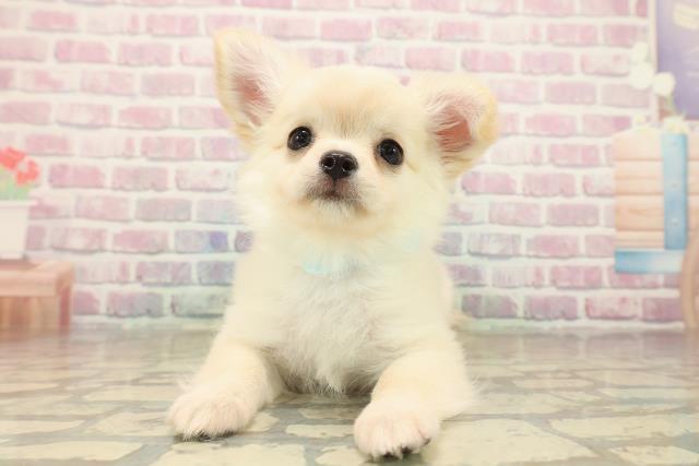 秋田県のチワワ(ロング) (Coo&RIKU秋田店/2025年10月1日生まれ/男の子/クリームホワイト)の子犬