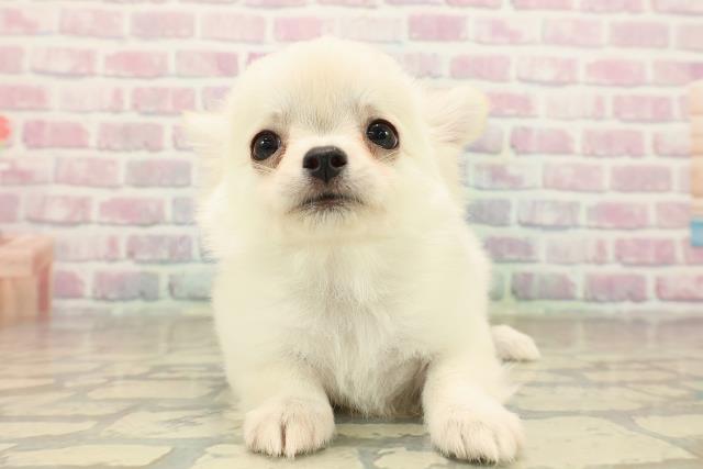 チワワ(ロングコート)