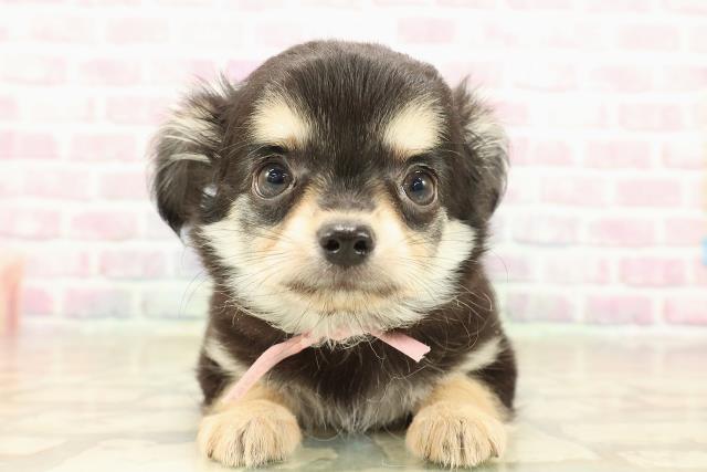 埼玉県のチワワ(ロング) (Coo&RIKU川口戸塚店/2025年10月1日生まれ/女の子/ブラックタンホワイト)の子犬の1枚目の画像