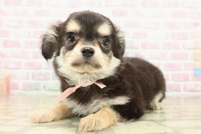 埼玉県のチワワ(ロング) (Coo&RIKU川口戸塚店/2025年10月1日生まれ/女の子/ブラックタンホワイト)の子犬の2枚目の画像