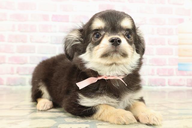 埼玉県のチワワ(ロング) (Coo&RIKU川口戸塚店/2025年10月1日生まれ/女の子/ブラックタンホワイト)の子犬の3枚目の画像