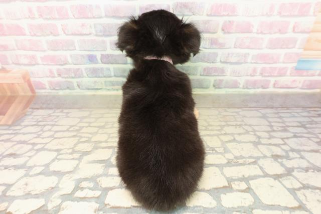 埼玉県のチワワ(ロング) (Coo&RIKU川口戸塚店/2025年10月1日生まれ/女の子/ブラックタンホワイト)の子犬の4枚目の画像