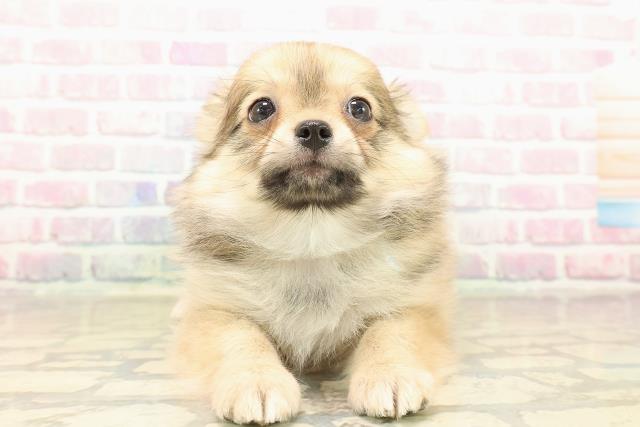 埼玉県のポメチワ/チワポメ/ポメチー(ポメラニアン×チワワ) (Coo&RIKU大宮店/2025年10月2日生まれ/男の子/フォーン)の子犬の1枚目の画像